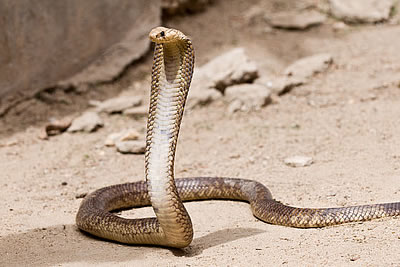 Schlangenalarm in Südafrika